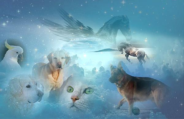 Animal Readings and Pet Psychic